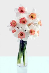 white and yellow daffodils close up