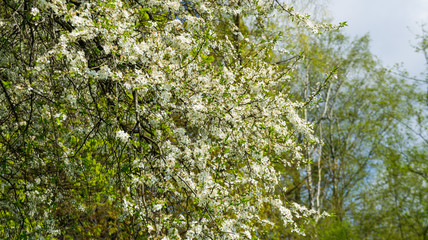 Cherry blossoms in spring