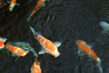 Colorful Japanese 'Koi' ornamental fish or 'Fancy Carps Fish' in the outdoor natural pond