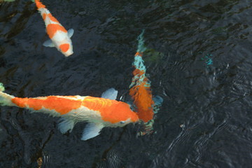 Colorful Japanese 'Koi' ornamental fish or 'Fancy Carps Fish' in the outdoor natural pond