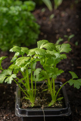 Young sprout celery planted in the ground in the garden