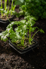 Young sprout celery planted in the ground in the garden