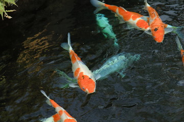 Colorful Japanese 'Koi' ornamental fish or 'Fancy Carps Fish' in the outdoor natural pond