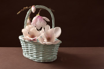 magnolie, magnolie w koszu, białe magnolie, kwiaty, maj © Ansza