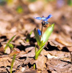 Bumble bee at snowdrops at spring
