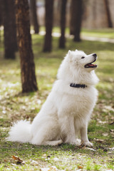 Beautiful dog Samoyed in the park, in the forest