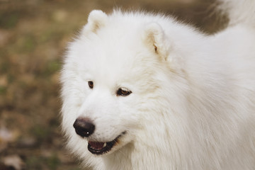 Obraz premium Beautiful dog Samoyed in the park, in the forest