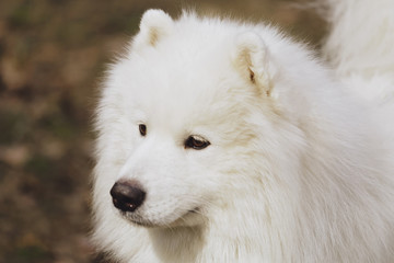 Beautiful dog Samoyed in the park, in the forest
