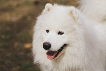 Beautiful dog Samoyed in the park, in the forest