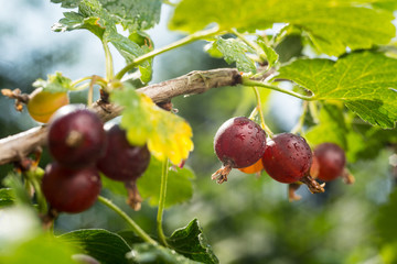 Branch with sweet ripe green gooseberries (agrus) in the garden