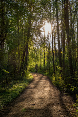 Obraz premium Waldweg