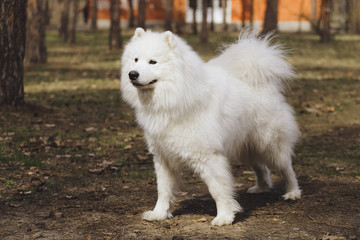 Beautiful dog Samoyed in the park, in the forest