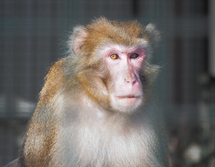 Monkey red at the sun close up