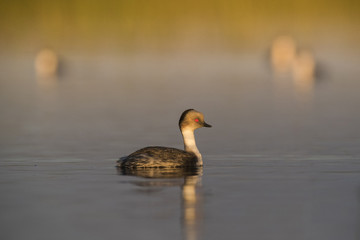 Silvery Grebe , Patagonia, Argentina