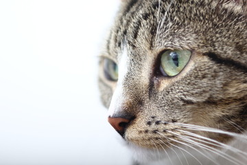 a beautiful house cat