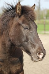 Obraz premium beautiful farm animals