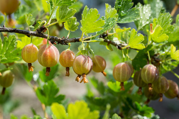 Branch with sweet ripe green gooseberries (agrus) in the garden
