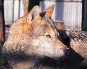 Wolf close up at the snow