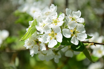 Birnenblüte, Blütezeit in Südtirol