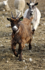 Beautiful farm animals