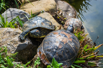 Turtles