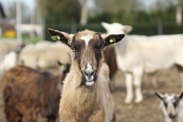 Fototapeta premium Beautiful farm animals