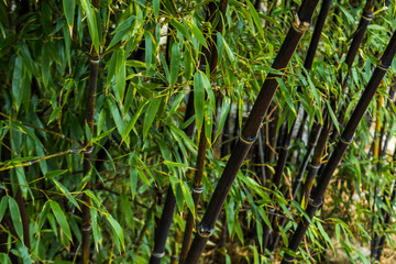 Black bamboo