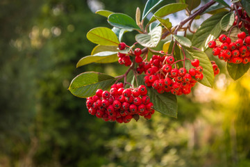 Red berries on a bush