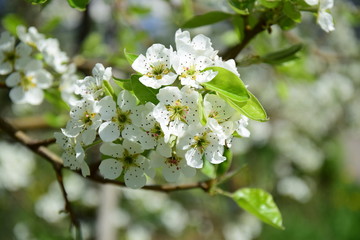 Birnenblüte, Blütezeit in Südtirol