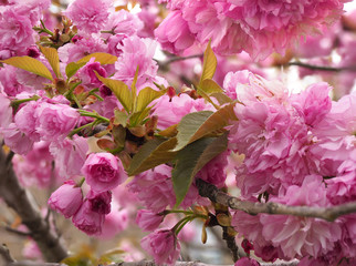Fototapeta premium Focus Stacked Image of Cherry Blossoms in Full Bloom