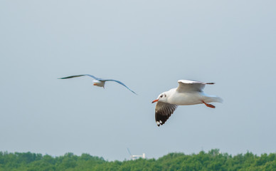 Seagulls are flying at the sea.