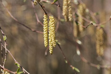 Flowers of a Yellow birch