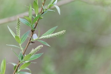 Fototapeta na wymiar Willow flower of an Almond willow