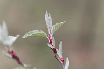 Young shoot of a Chonosuki crab or pillar apple tree (Malus tschonoskii)