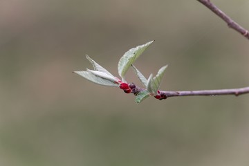 Young shoot of a Chonosuki crab or pillar apple tree (Malus tschonoskii)