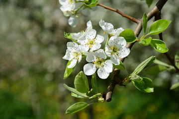 Birnenblüte, Blütezeit in Südtirol