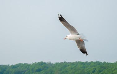 Fototapeta na wymiar Seagulls are flying at the sea.