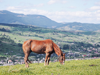 Horse at the Carpatian mountains