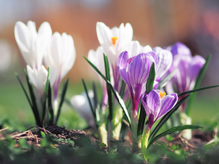 Obraz premium Crocuses at the green grass at spring