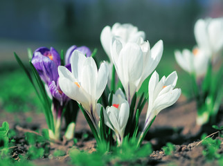 Obraz premium Crocuses at the green grass at spring
