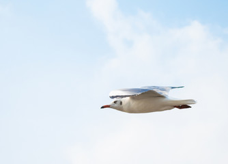 Seagulls are flying at the sea.