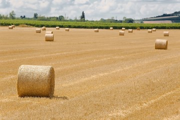 Agricultural field with bales
