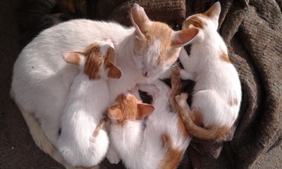 Les chats peuvent avoir Chatons jumeaux identiques? la fréquence des naissances multiples chez les chats, tous les chatons sont généralement considérés comme frères et sœurs et les jumeaux fraternels