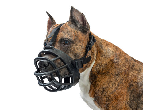 American staffordshire terrier dog with muzzle on white background