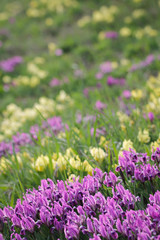 Obraz premium Spring floral background with purple and yellow irises. 