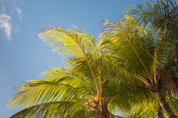 Fototapeta premium Palm trees against blue clouded sky