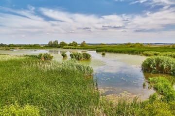 Water surface with plants