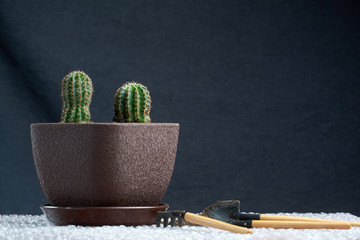 Cactus homeplant on the table with garden tools