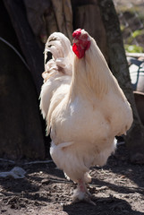 Beautiful rooster walking in a farm yard