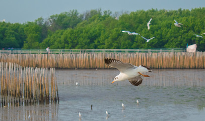 Seagulls are flying at the sea.